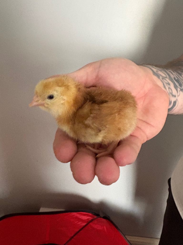 Baby chicks unsexed