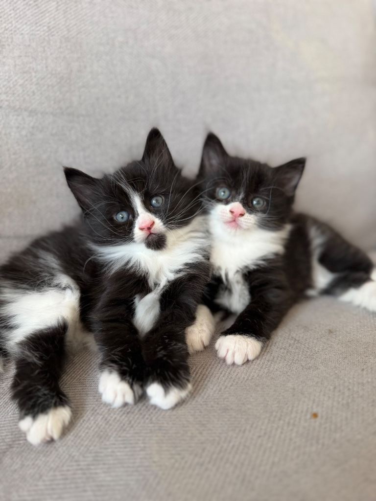 Adorable Fluffy Black & White Kittens for Sale – Playful, Healthy & Full of Personality