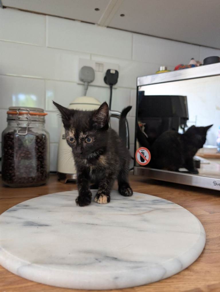Kittens for sale