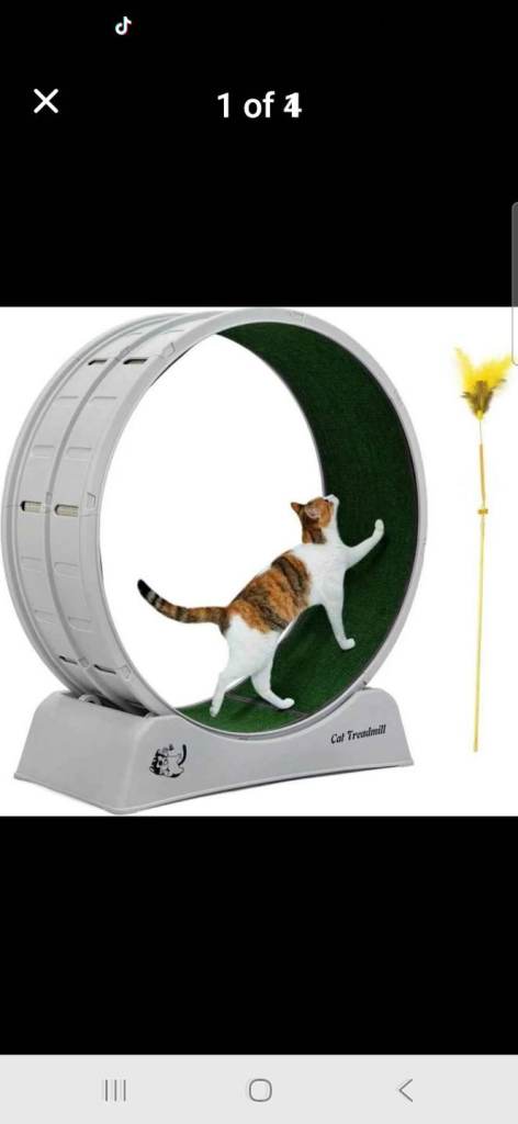 Cat Treadmill 