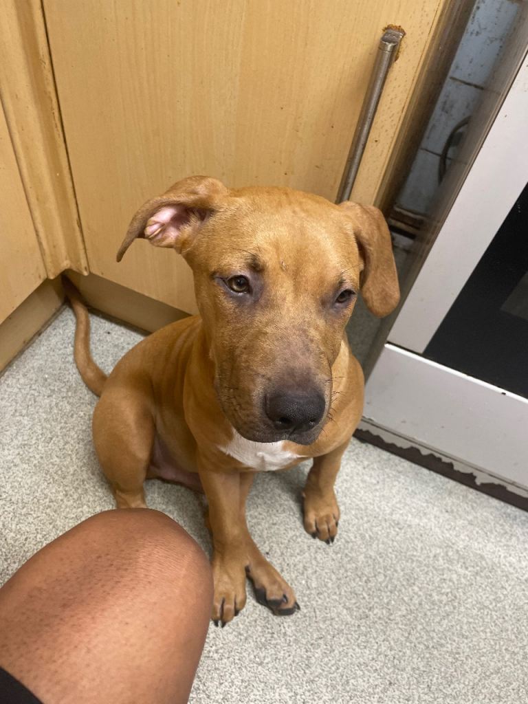 puppy for sale 