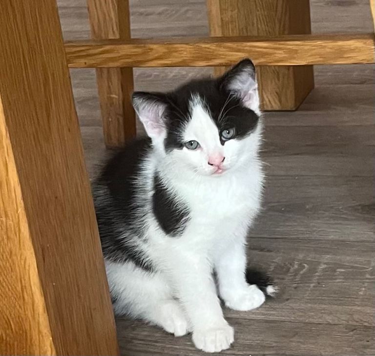 Kittens 