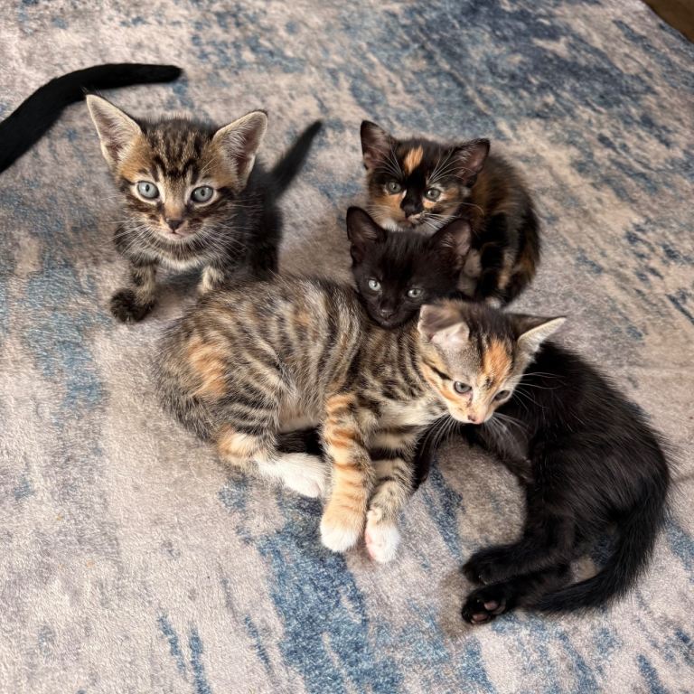 Kittens 