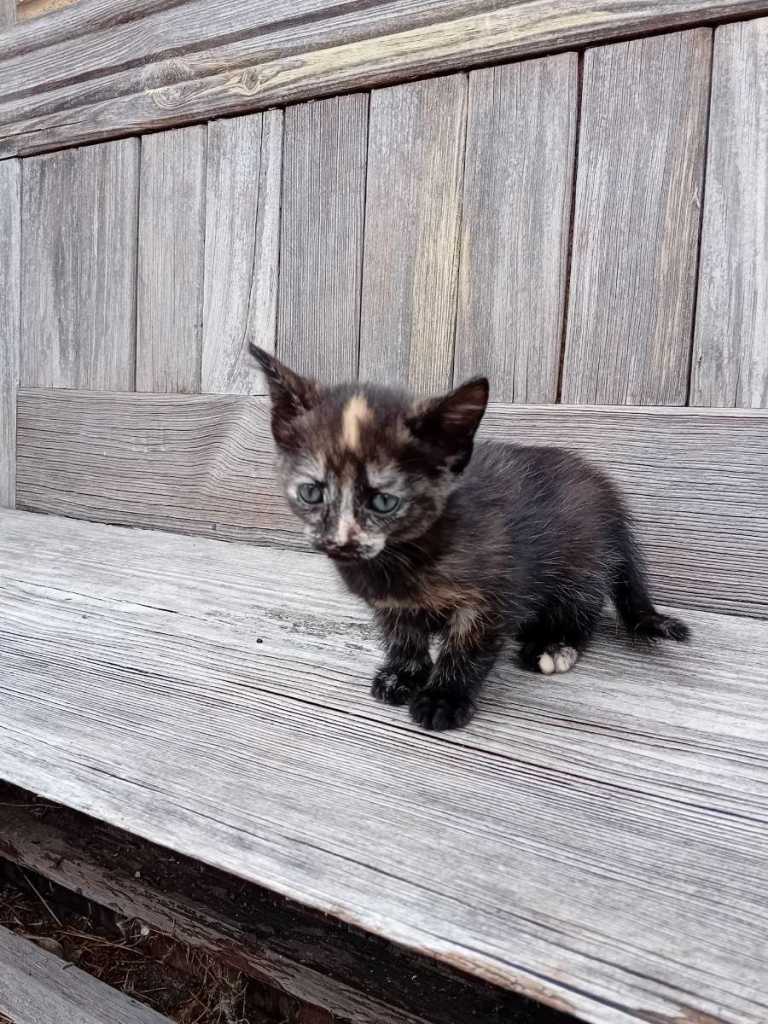 Kittens for sale 