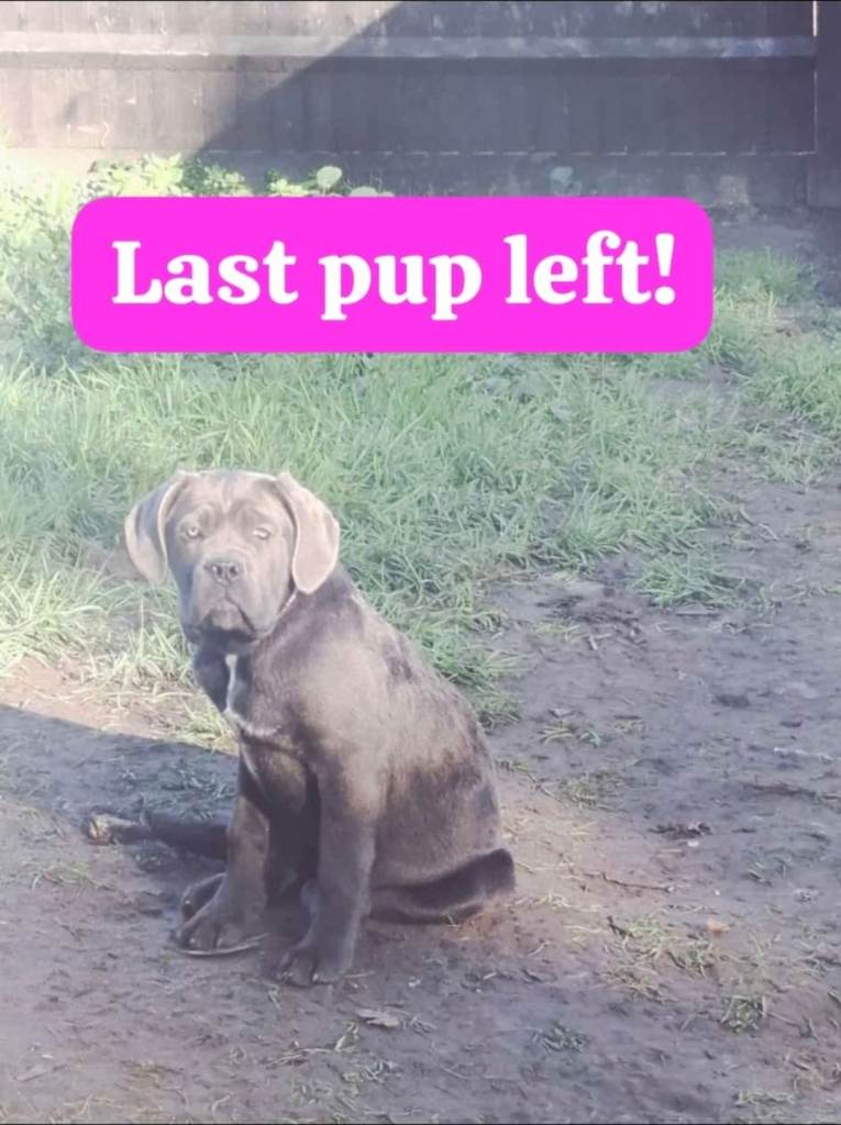 REDUCED Cane Corso puppies (Blue) only 1 left , female 