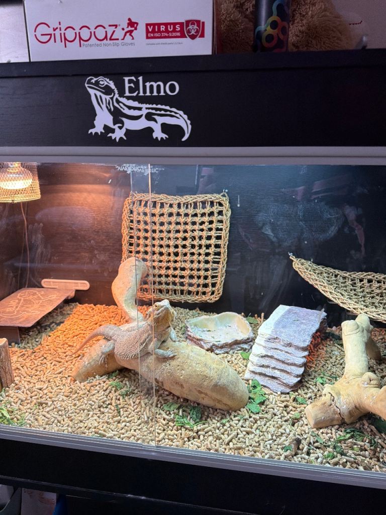 Male bearded dragons