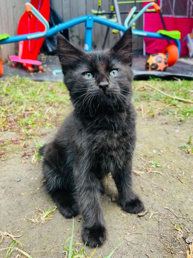 Beautiful fluffy black boy kitten ready too leave now!! 