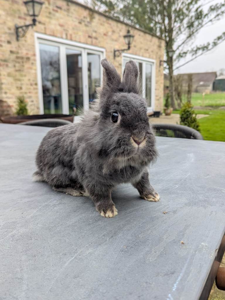 Breeding female Rabbit for Sale 