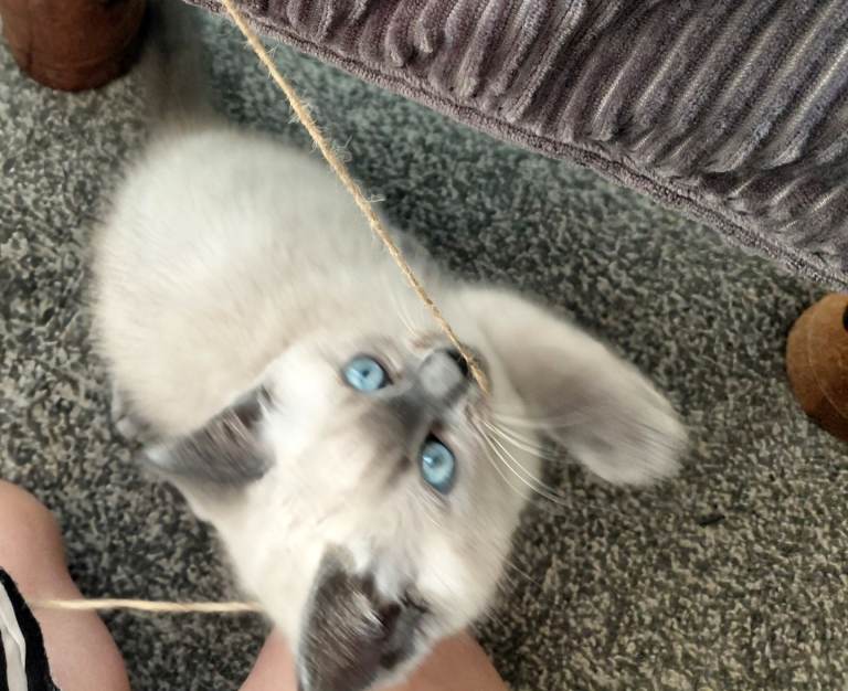 Ragdoll kitten