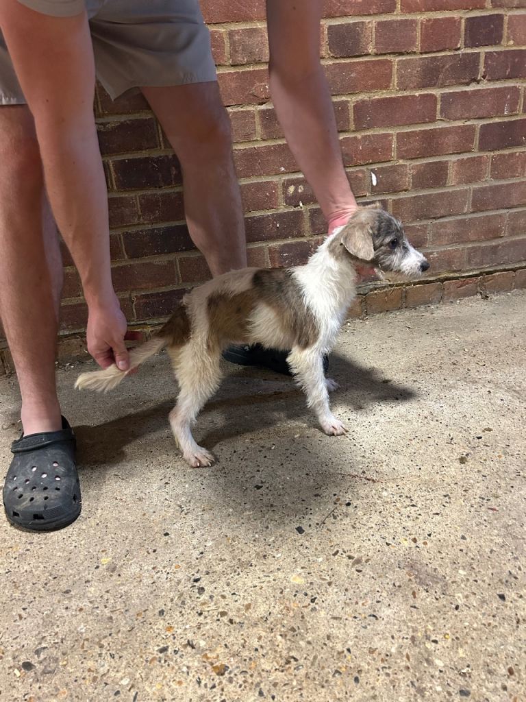 Bedlington whippet girl