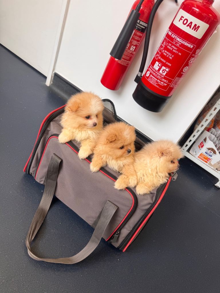 Stunning Pomeranian Pups (teddy bear)
