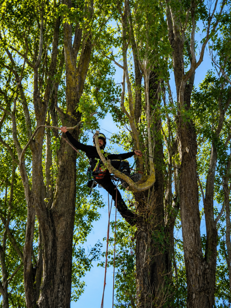 trees cutter trees removal trees reduction trees trimming Stump grinder Garden Services 