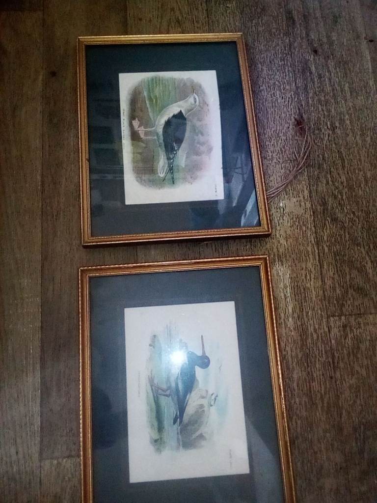 Vintage.  Bird.  Prints