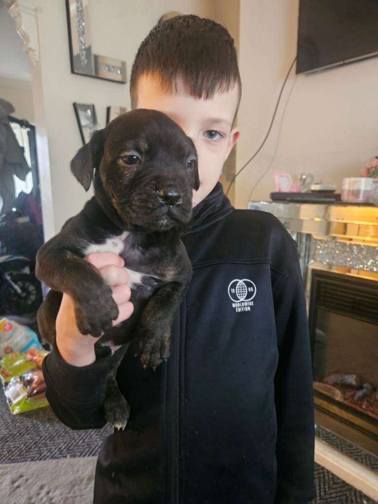 Presa canario x staff pups for sale