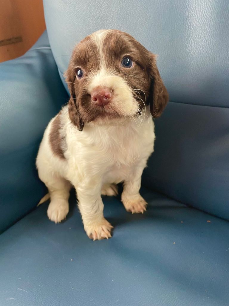 Here I have my 3 beautiful cocker spaniel puppies for sale