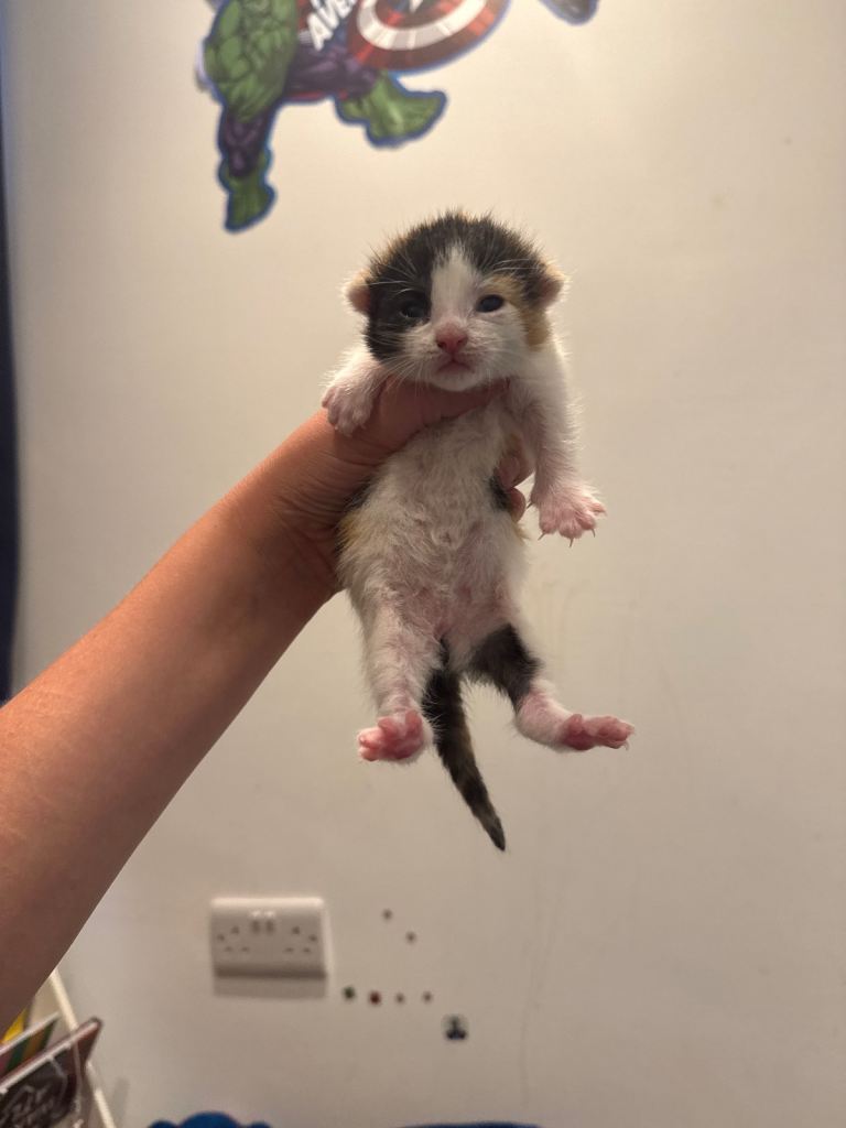  Last Female kitten for sale! 