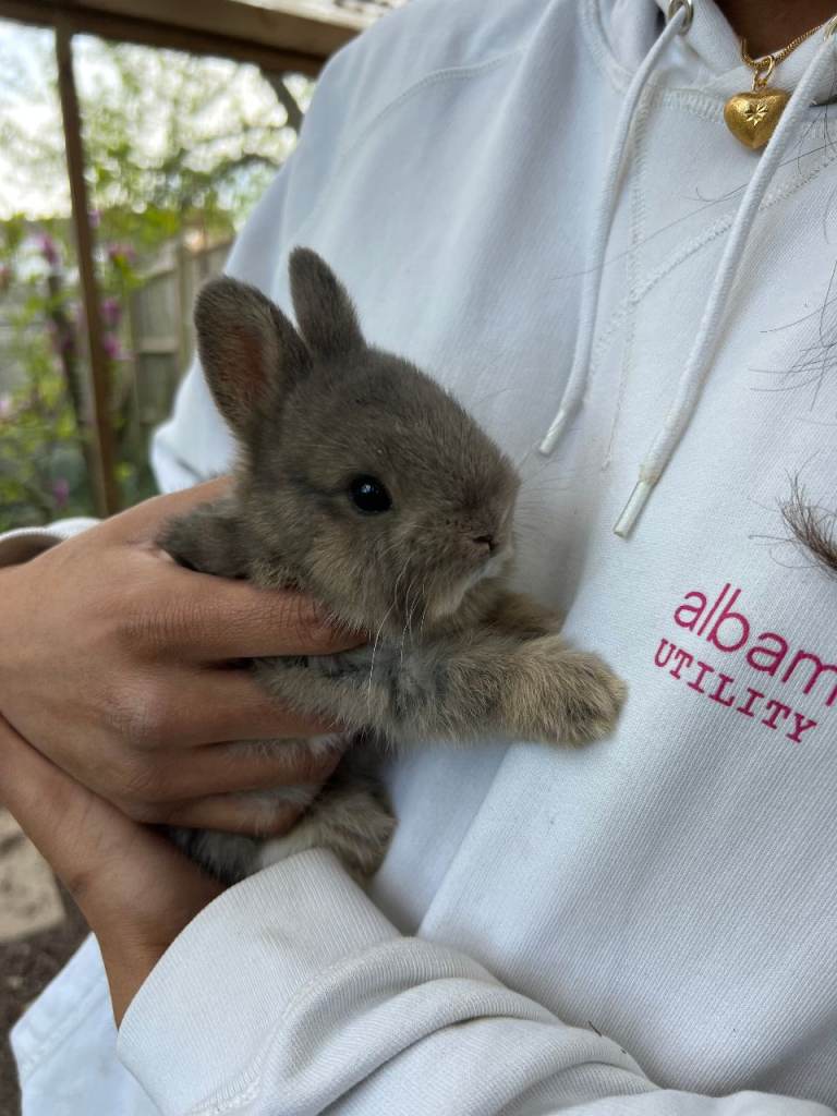 Purebred netherland dwarfs