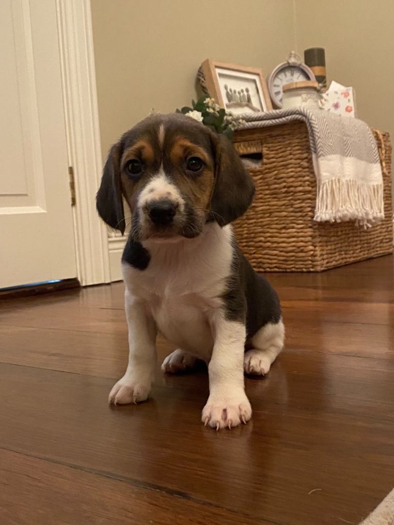 Beagle pups 