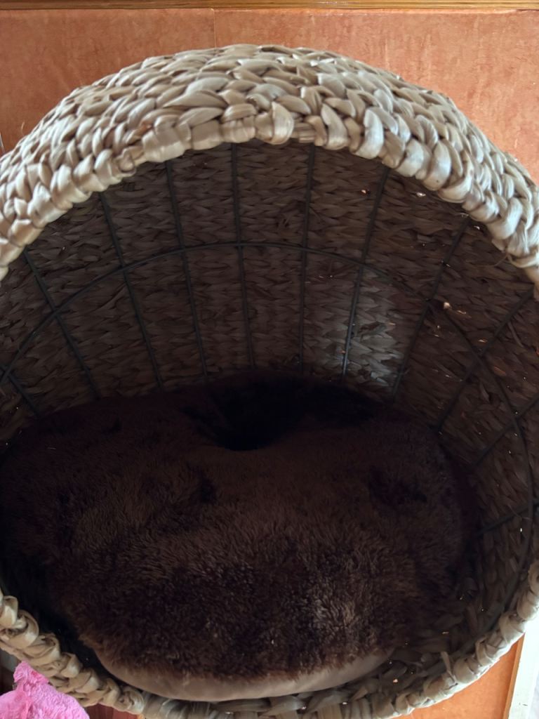 Cat Basket