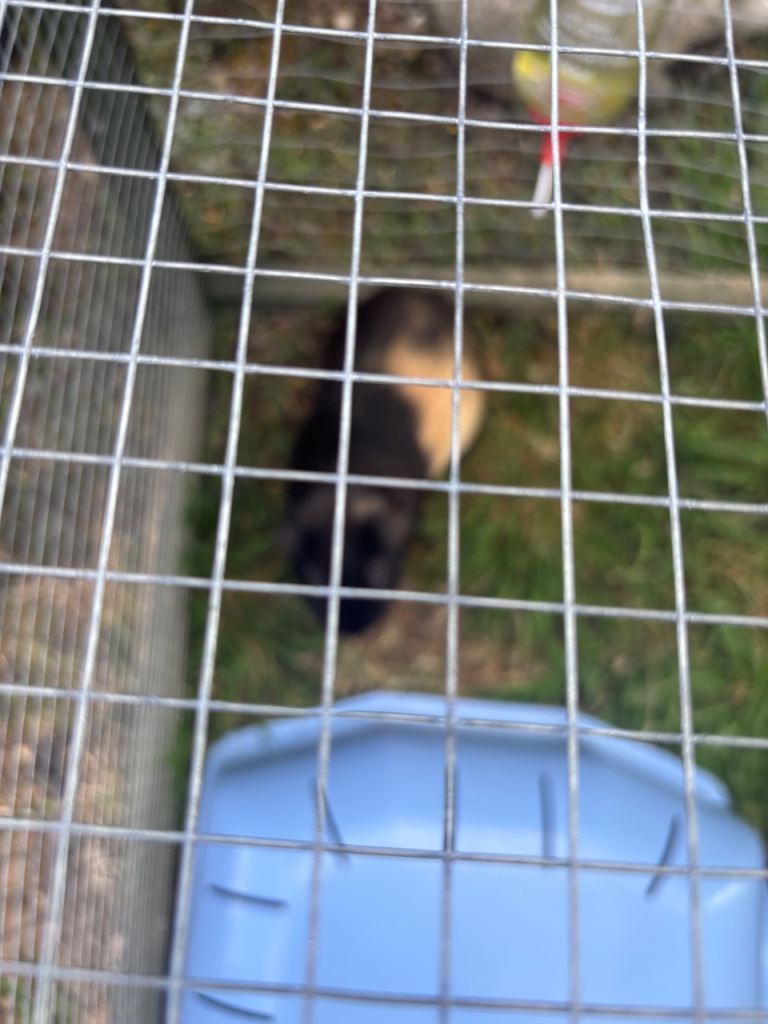 2 male guinea pigs 