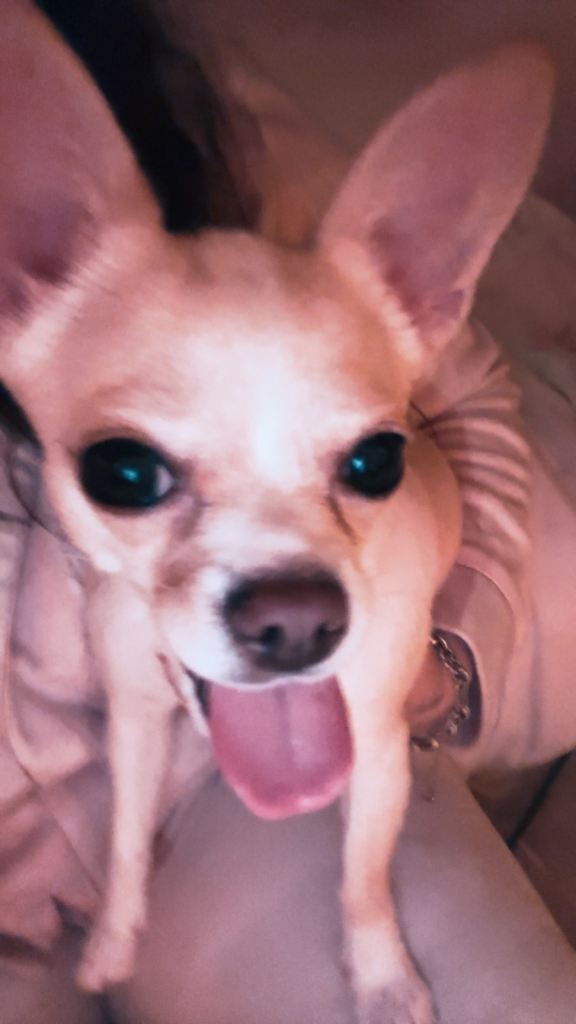 Girl chihuahua 