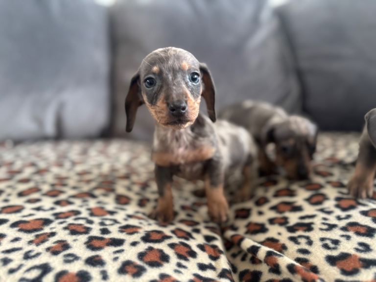 Dachshund puppies 