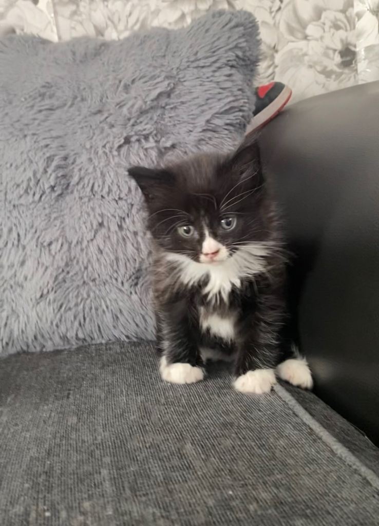 Kitten for sale bradford