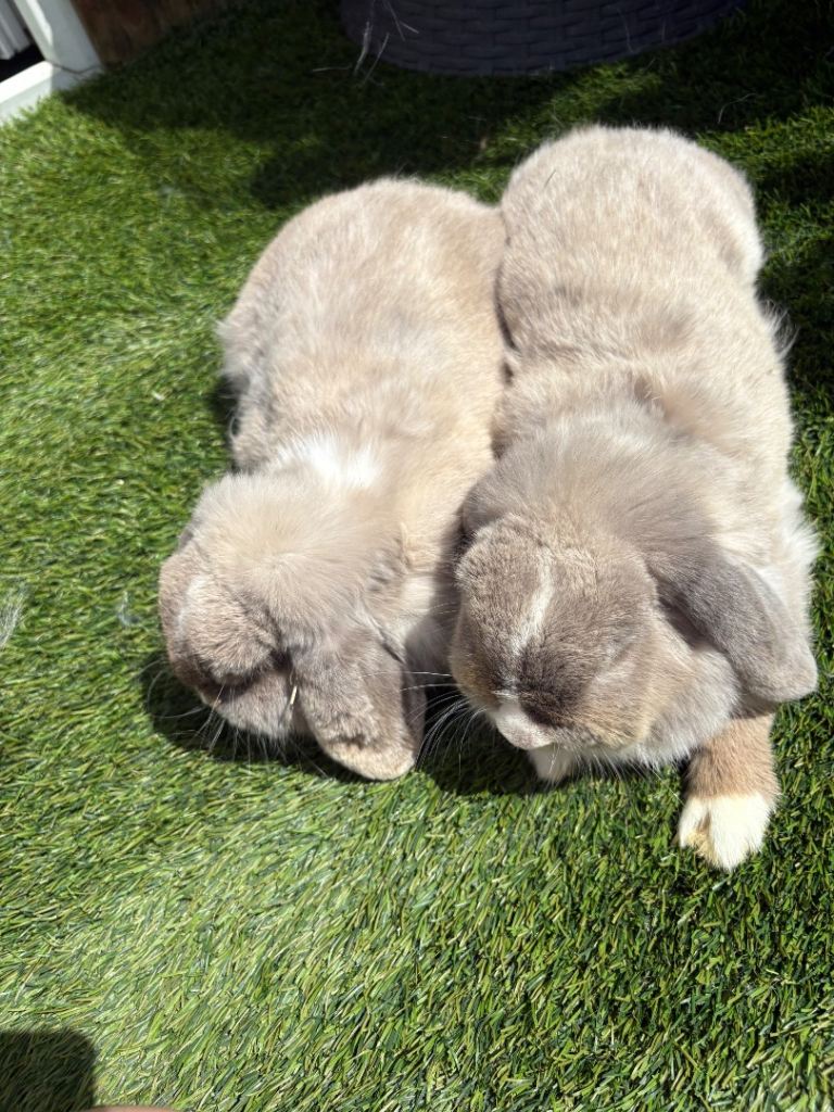 Mini lop females