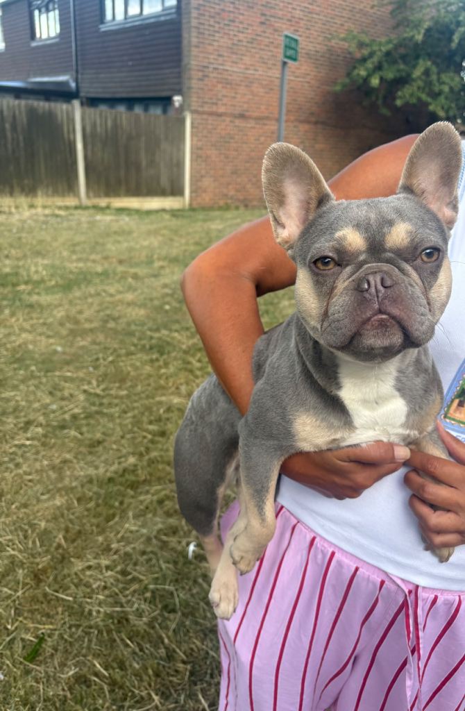 Girl Isabella Mini French Bulldog 8 months old