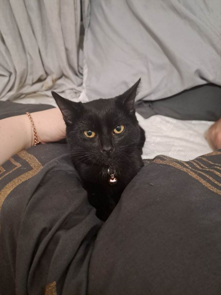 4 month old kitten needs a loving home