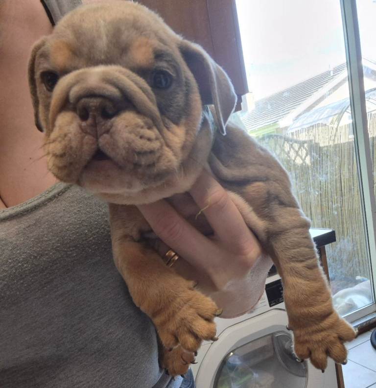 English Bulldog Puppys Ready to leave today!!
