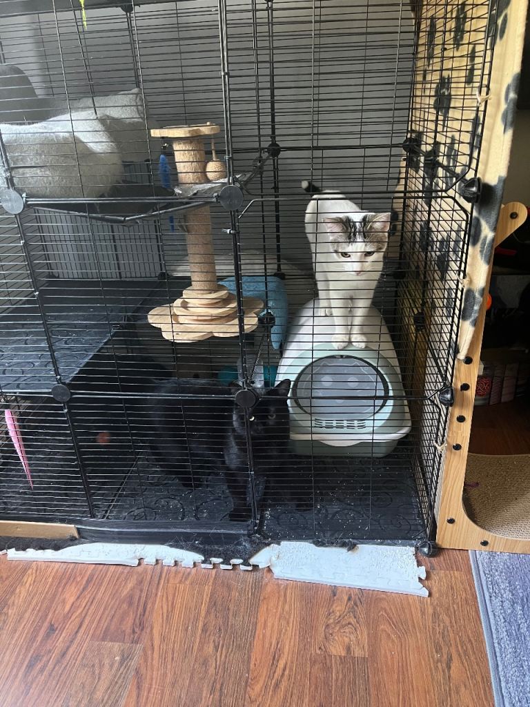 2 cats for sale
