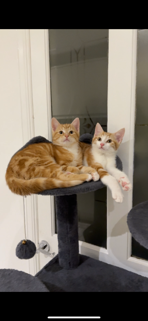 🐾 Adorable Ginger & White Boy Kittens 