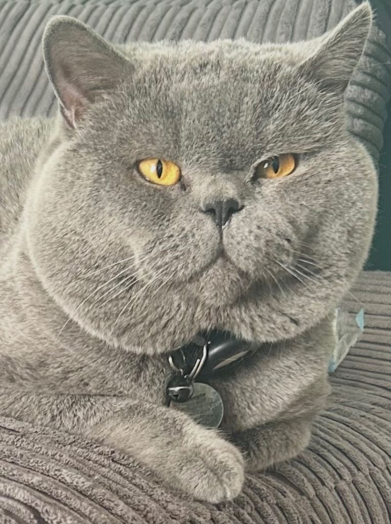 4 year old BSH blue boy needs a new loving home