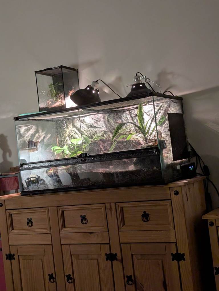 Full mourning geckos set up 