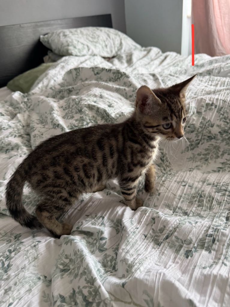 Mix Bengal kittens 