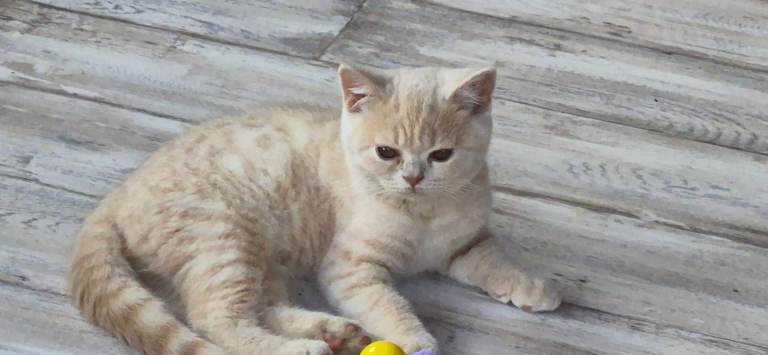 british shorthair cream boy