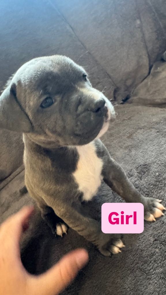Staffy pups 