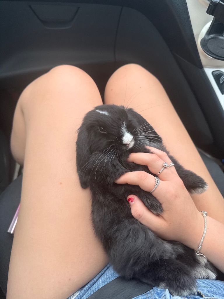 Bunny 