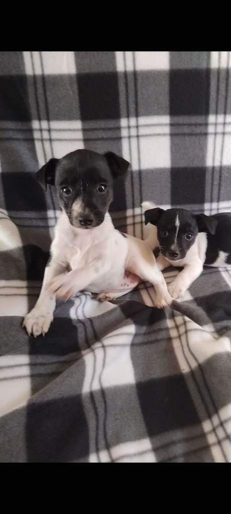 Jack Russell puppies