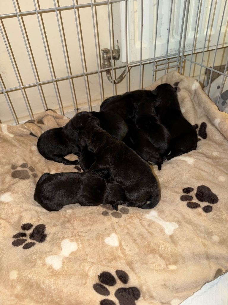 Puppies For Sale Presa Canario x Rottweiler 