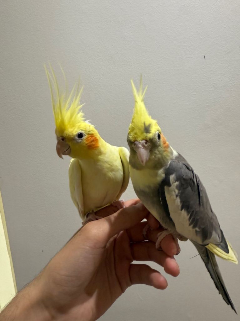 Beautiful hand tamed cockatiels for sale