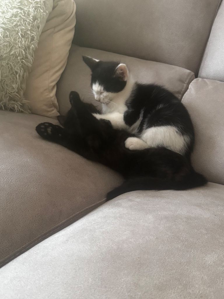 Kittens