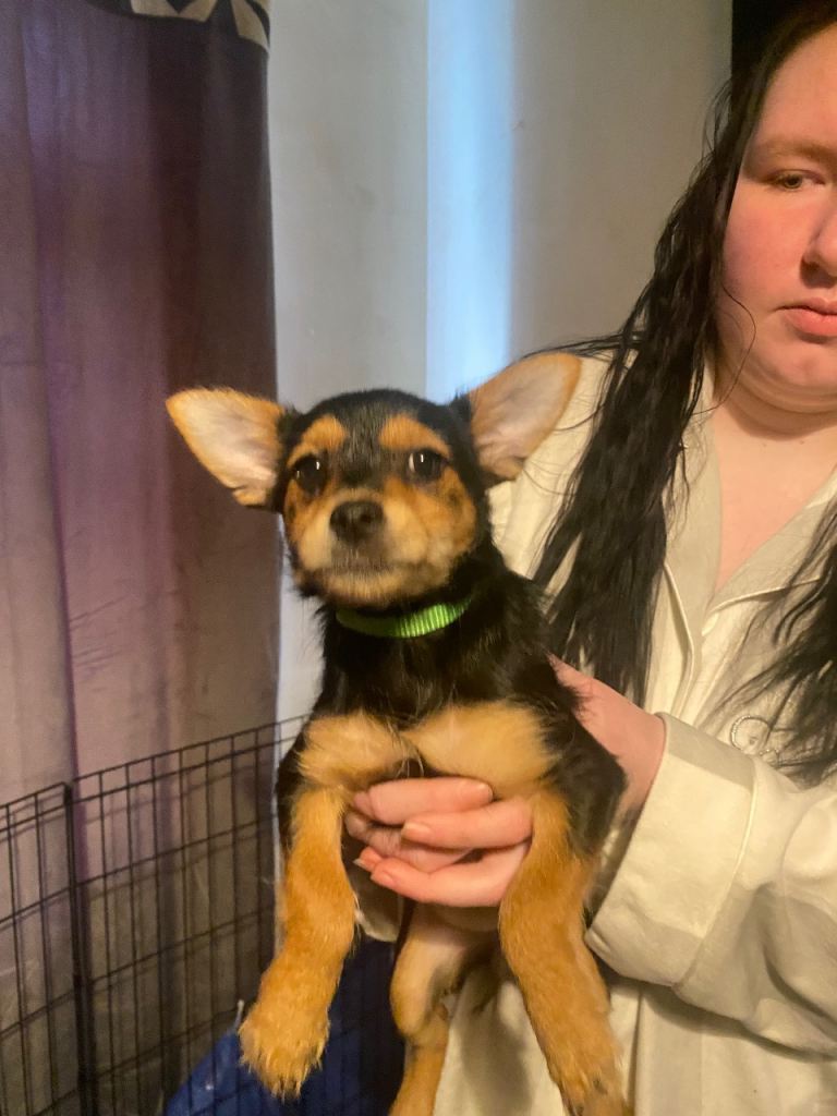 2 Chorkie puppies for sale 