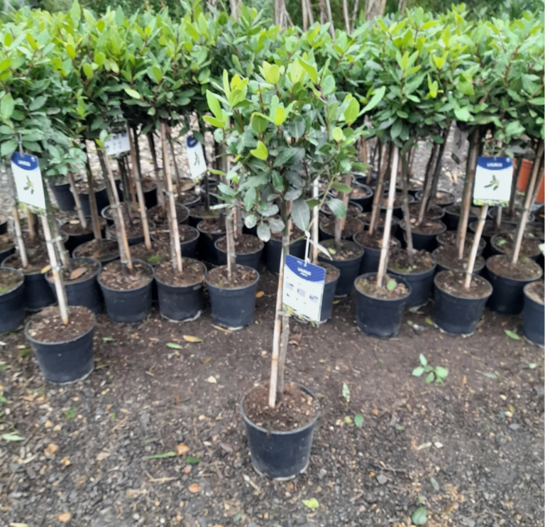 Laurus Nobilis 100cm Lollipop Bay Tree AMAZING VALUE 12cm pot