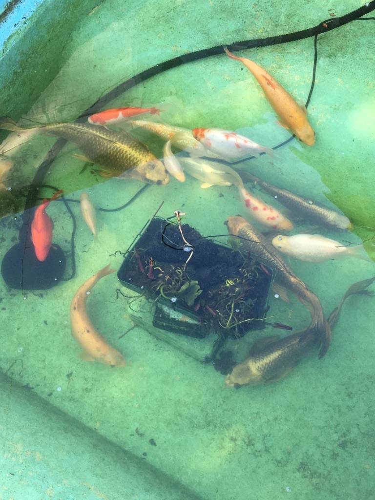 11 Pond fish for sale 