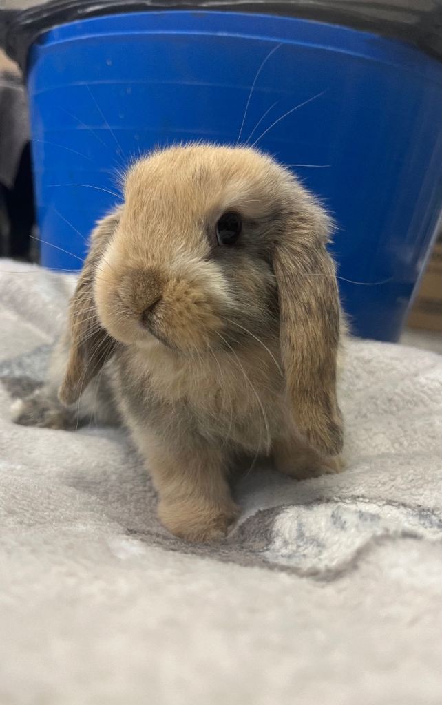 Mini Lop Bunnies