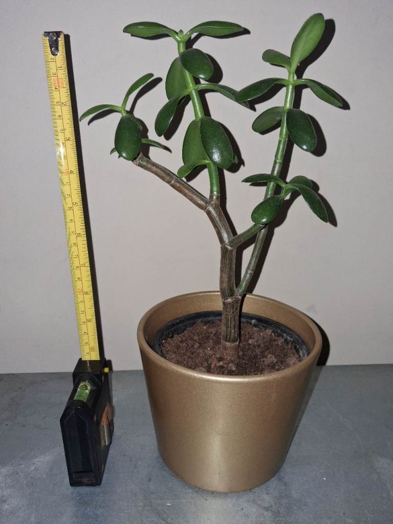 Crassula Ovata Money Plant in Gold Pot