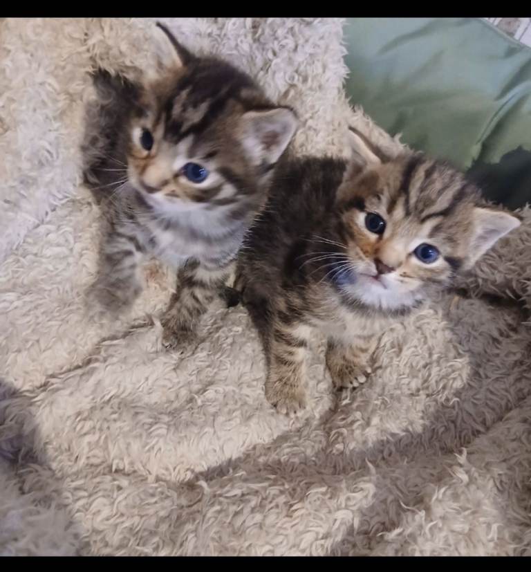 Kittens 
