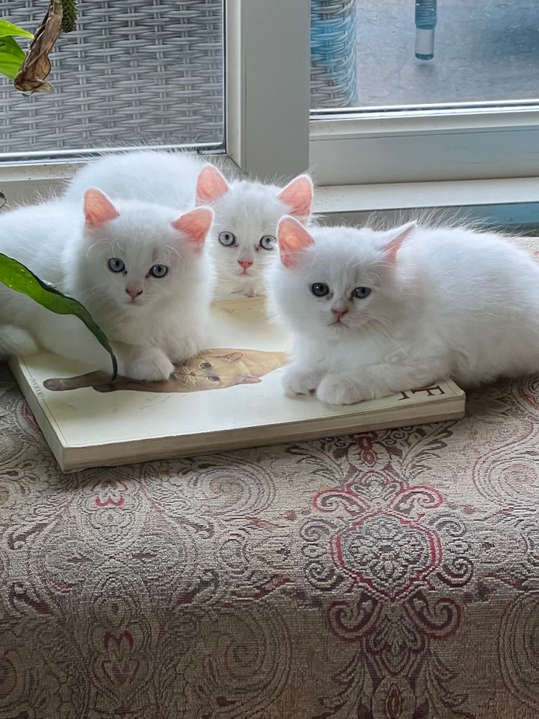 Persian Kittens for sale Devon